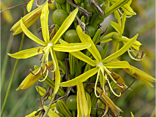 Plantas em alvéolo - Asphodeline lutea