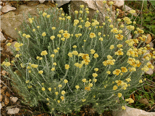 Plantas em alvéolo - Helichrysum stoechas