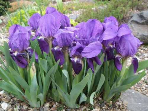Plantas em alvéolo - Iris lutescens